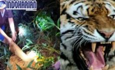 Permalink to Buruh Berusia 19 Tahun Di Terkam Harimau Di Jambi