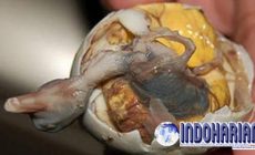 Permalink to Ribut Akibat Balut Kudapan Telur Unggas