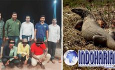 Permalink to Menjijikan! 4 Pria Memperkosa Biawak Di Cagar Alam India