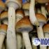 Permalink to Magic Mushroom Mengobati Masalah Kesehatan