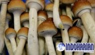 Permalink to Magic Mushroom Mengobati Masalah Kesehatan