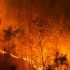 Permalink to Israel Kebakaran Hutan, Apa yang Sebenarnya Terjadi