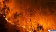 Permalink to Israel Kebakaran Hutan, Apa yang Sebenarnya Terjadi
