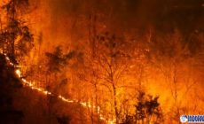 Permalink to Israel Kebakaran Hutan, Apa yang Sebenarnya Terjadi