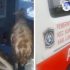Permalink to Sangat Memalukan, Ambulans Membawa Kambing Yang Viral