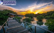 Permalink to Jalan-Jalan Ke Taman Wisata Alam Hutan Mangrove PIK