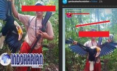 Permalink to Pamer Buruan Burung Rangkong Di Sosmed, Pria Aceh Ditangkap