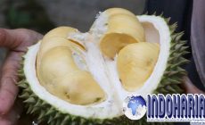 Permalink to Durian Termahal Di Dunia Senilai 684 Juta