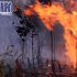 Permalink to Jokowi: Kebakaran Hutan Ulah Manusia, Ini Alasannya