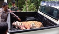 Permalink to Adanya Korban, Ini Kronologi Dua Harimau Lepas Di Singkawang