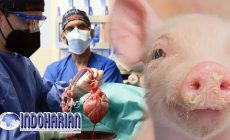 Permalink to Fakta Mengejutkan Pria Penerima Transpalasi Jantung Babi