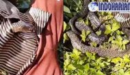 Permalink to Wow Mengerikan Kobra Merayap Dalam Baju