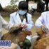 Permalink to Ngeri! Wabah Flu Burung Jepang Mengganas
