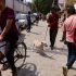 Permalink to Viral India Tangkap Ratusan Anjing Jelang KTT G20