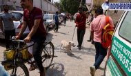Permalink to Viral India Tangkap Ratusan Anjing Jelang KTT G20