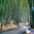 Permalink to Hutan Bambu Kuno dan Keramat di Desa Penglipuran