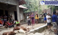 Permalink to Teror Anjing Liar,Meresahkan Warga