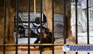 Permalink to Kisah Sedih Gorila Paling Kesepian di Dunia