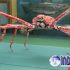 Permalink to Yuks Kenalan Dengan Kepiting Laba-laba Jepang