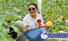 Permalink to Segarnya Kebun Melon Mayangsari