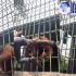 Permalink to Terbaru Viral Pria Ditarik Orang Utan di Kebun Binatang Riau