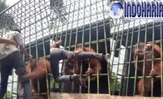 Permalink to Terbaru Viral Pria Ditarik Orang Utan di Kebun Binatang Riau