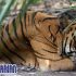 Permalink to Ngeri!! Harimau Terkam Remaja 16 Tahun, Di Riau