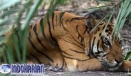 Permalink to Ngeri!! Harimau Terkam Remaja 16 Tahun, Di Riau