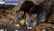 Permalink to News!! Akibat Wabah Tikus Australia, Yang Berdampak Pada…
