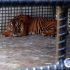 Permalink to Harimau Sumatera Selamat Berkat Petugas BKSDA