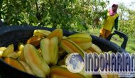 Trik Buat Kulit Glowing, Hanya Makan Buah Ini Tiap Hari? Trik Buat Kulit Glowing, Hanya Makan Buah Ini Tiap Hari?