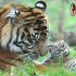 Permalink to Jumlah Harimau Sumatera Diperkirakan Terus Meningkat, Karena adanya..