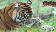 Permalink to Jumlah Harimau Sumatera Diperkirakan Terus Meningkat, Karena adanya..