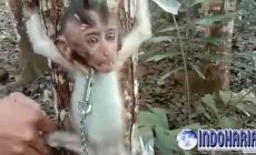 Permalink to Keji! Siksa Monyet Demi Konten Untuk Di Jual