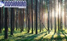 Permalink to Seorang Pemuda Perkosa Wanita Dihutan Pinus