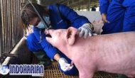 Permalink to Babi Impor Dari Batam Disetop Singapura