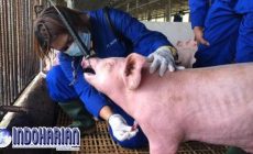 Permalink to Babi Impor Dari Batam Disetop Singapura
