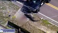 Permalink to Viral Aligator 3 Meter Berkeliaran Bawa Jasad Manusia