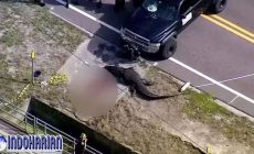 Permalink to Viral Aligator 3 Meter Berkeliaran Bawa Jasad Manusia