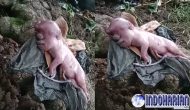 Permalink to Heboh Anak Babi Wajah Manusian Viral Di NTT