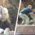 Permalink to Viral Penjaga Kebun Binatang Diserang Singa Jantan