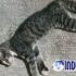Permalink to Geger! Puluhan Kucing Mati Mendadak Di Sunter