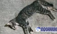 Permalink to Geger! Puluhan Kucing Mati Mendadak Di Sunter