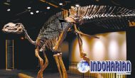 Permalink to Ditemukan Fosil Dinosaurus Kondisi Terbaik Di Dunia